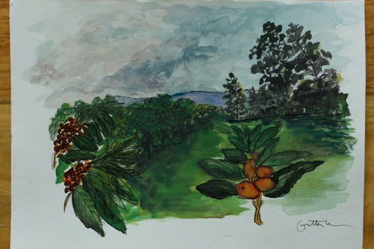Coffee Fields - Original
